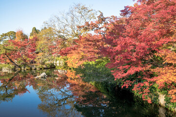 Autumn maple trees surround a tranquil pond in Kyoto, Japan, reflecting vivid red and orange foliage beneath clear blue skies, creating a peaceful seasonal landscape.