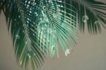 Lush Green Tropical Palm Leaves with Soft Natural Light and Bokeh