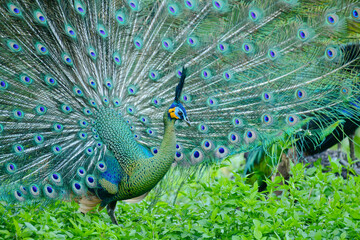 Obraz premium Green peafowl (Pavo muticus) in natural habitat