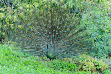 Green peafowl (Pavo muticus) in natural habitat