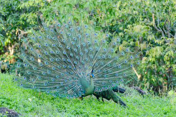 Naklejka premium Green peafowl (Pavo muticus) in natural habitat