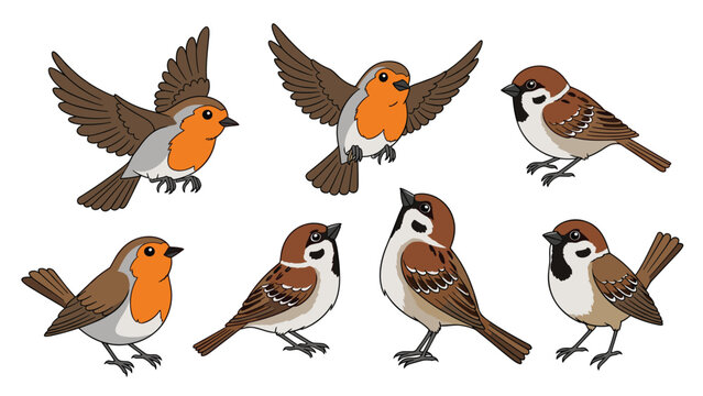 Detailed illustrations of sparrows and robins in different flying and perched positions for nature and garden themed decorative projects.