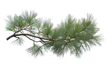 Obraz premium Japanese pine tree branch isolated on white background