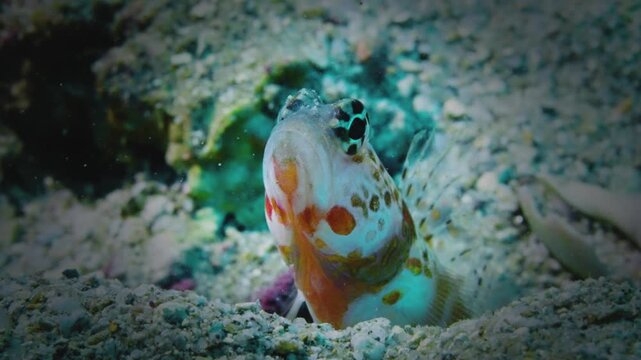 Macro shot of an alert white-barred goby peeking from a sandy burrow