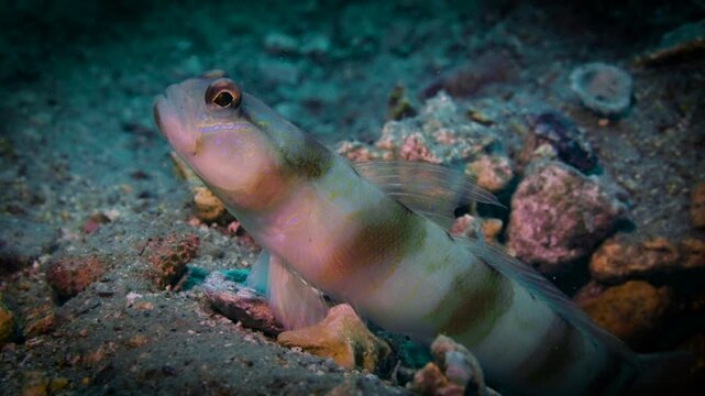 Macro shot of an alert white-barred goby peeking from a sandy burrow