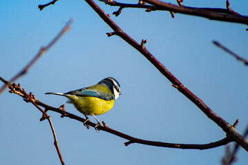 A close-up view of an Eurasian Blue Tit perched on a tree branch