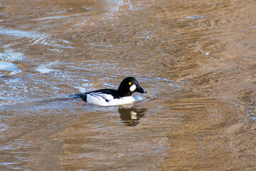 Fototapeta premium A beautiful close-up of a Goldeneye Duck dabbling on the river Trent in Nottinghamshire, UK.