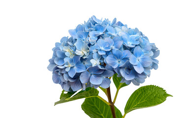 Japanese hydrangea blue cluster isolated on white background