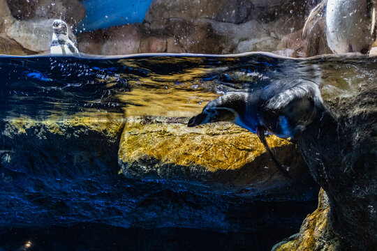 water acquarium