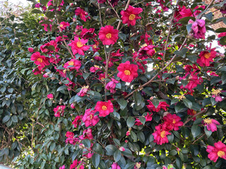 red sasanqua flowers	