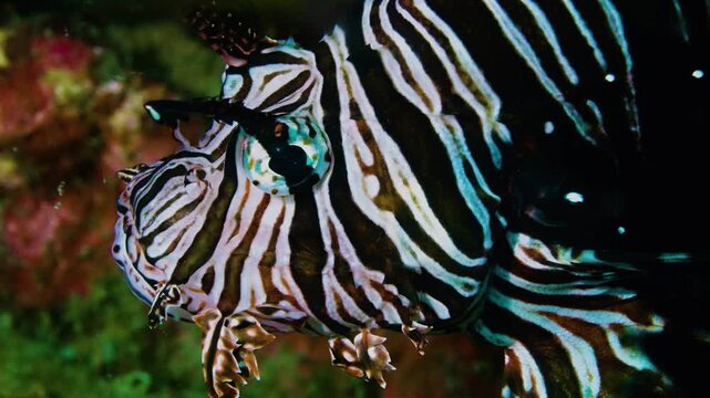 Macro shot of a majestic lionfish with vibrant stripes on a coral reef representing beautiful but deadly nature