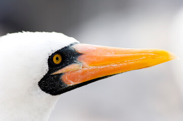 Portrait of a Galapagos gannet