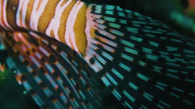 Macro shot of a majestic lionfish with vibrant stripes on a coral reef representing beautiful but deadly nature