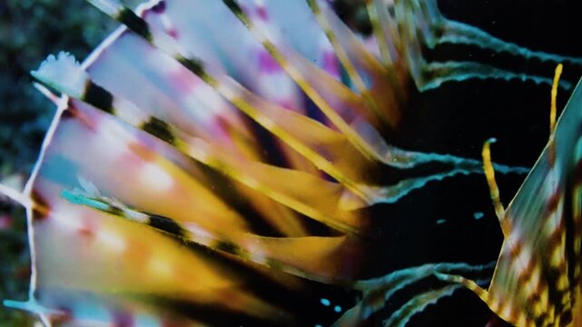 Macro shot of a majestic lionfish with vibrant stripes on a coral reef representing beautiful but deadly nature