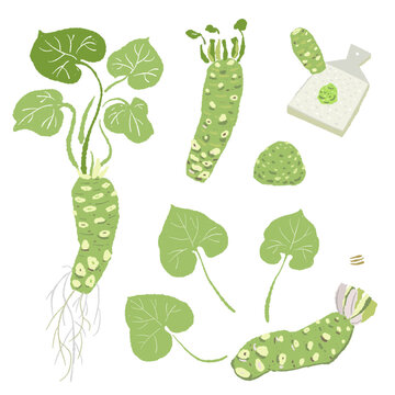 Wasabi Plant and Preparation Set