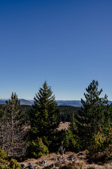 Obraz premium pine trees in the mountains