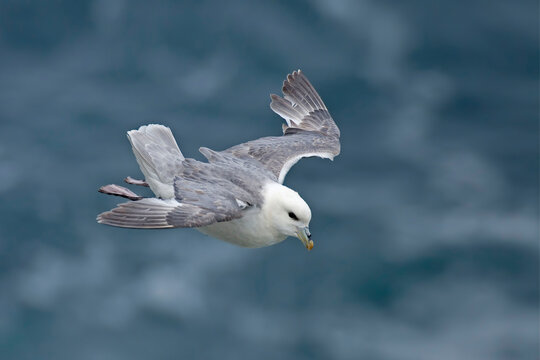 Northern Fulmar, Fulmarus glacialis in to land