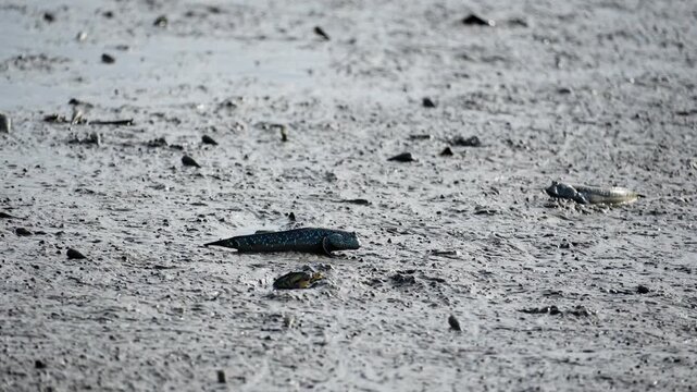 Silhouette of Mudskipper Fish in Mangrove Mud