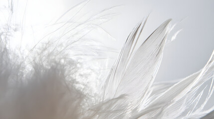 Fototapeta premium down. Extreme close-up of delicate white bird feathers, softly lit against a clean background. wildlife magazines, conservation campaigns, designed for nature documentaries and education.