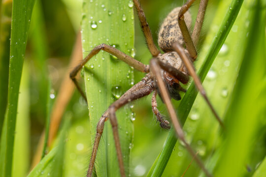 Wolf spider Pardosa spp camouflaged in wet grass vegetation.
