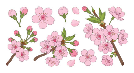 Collection of delicate pink cherry blossoms and green leaves on white background