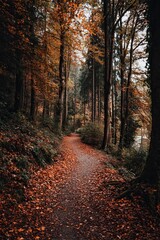 Obraz premium Forest trail covered with autumn leaves