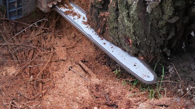 Detailed close-up view of a chainsaw cutting the base of a tree, with wood chips and sawdust flying in slow motion during the deforestation process in the woods