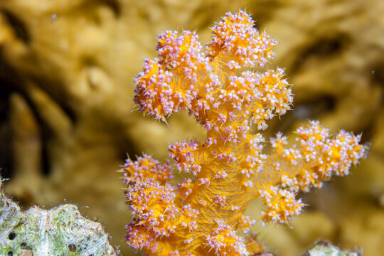 Egypt, Sharm El Sheikh, Alcyonacea - Soft coral - Alcyonarian (Dendronephthya, sp.)