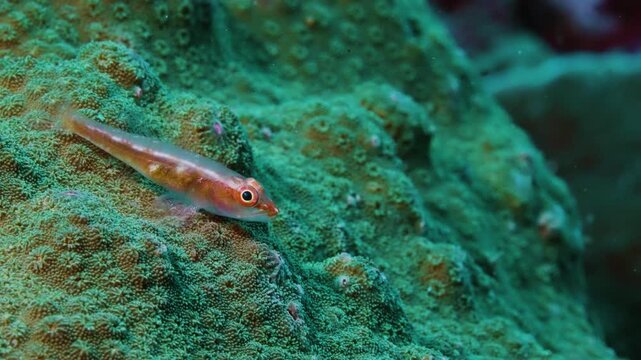 Macro shot of a cute tiny fish on a green coral reef for a relaxing and healing feel