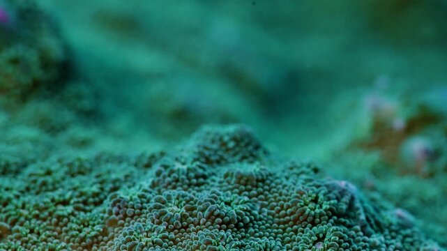 Macro shot of a cute tiny fish on a green coral reef for a relaxing and healing feel