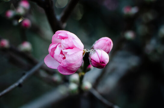 Flor de durazno 