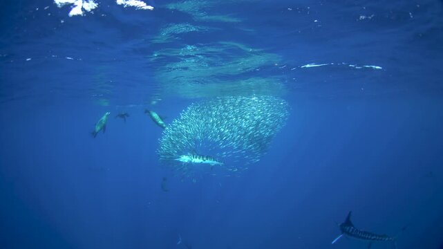 The fastest fish are hunting the sardines. A Kajikia audax is hunting Sardinops sagax caerulea together with sea lions. A fish with a sword on its head in the Pacific Ocean.