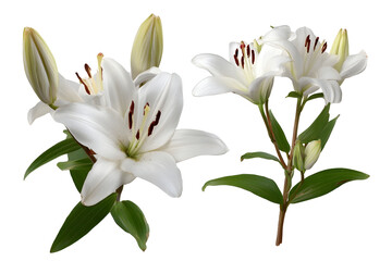 Fototapeta premium Set of white lily flowers isolated on white background
