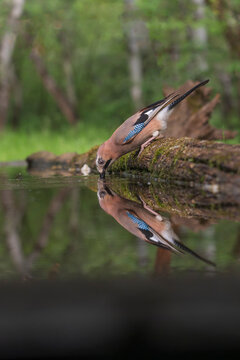 Eurasian Jay (Garrulus glandarius9