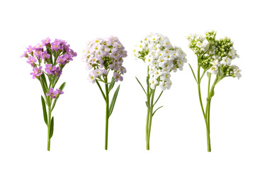 Fototapeta premium Set of sweet alyssum flowers isolated on white background