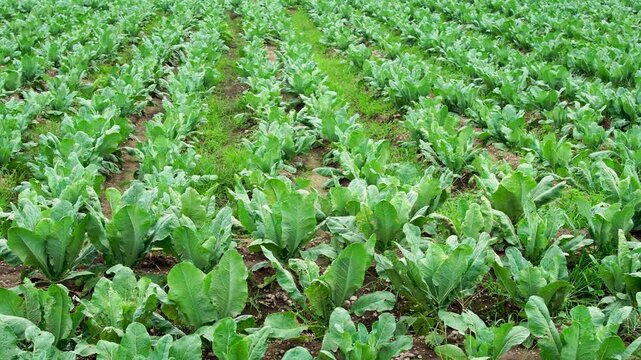 Wide panning shot of a lush green tobacco farm (Nicotiana tabacum) in Southeast Asia. Rows of healthy plants growing on fertile agricultural land, representing crop cultivation and the cigarette indus