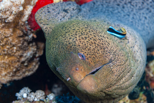 Egypt, Sharm El Sheikh, Giant Moray Eel (Gymnothorax Javanicus) and Bluestreak Cleaner Wrasse (Labroides dimidiatus)