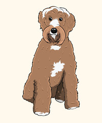 Labradoodle Wheaten Terrier Shaggy Brown Dog Standing Portrait Illustration