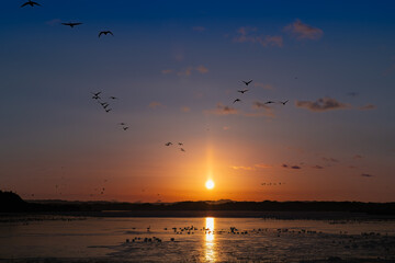 伊豆沼サンピラーと渡り鳥の朝の飛び立ち