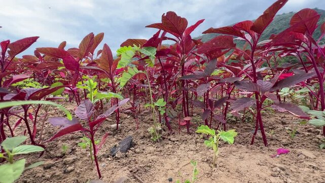 A low angle perspective follows red amaranth rows where tall plants dominate the frame, emphasizing dense growth and organized agricultural planting. Organic agriculture.