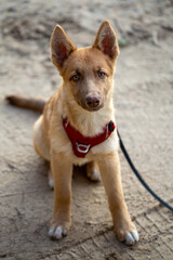 Vertical portrait of an adorable tan mixed-breed puppy sitting obediently. dog has large pointed ears and is wearing a bright red harness with a leash attached. puppy looks directly at the camera