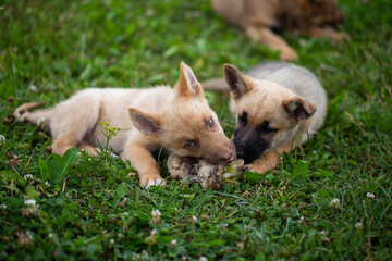 Horizontal high-angle shot of two adorable puppies chewing on a large raw bone together. One puppy is tan, the other has a black muzzle. Concept of friendship, sharing food, raw feeding (BARF)