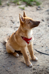 Vertical side-view shot of an adorable mixed-breed puppy sitting on a dirt path. The dog is wearing a red harness and looking up with a focused, loyal expression, likely at its owner.