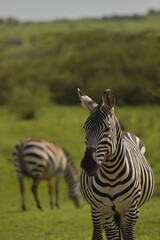 zebra in the savanah looking at camera © Jair
