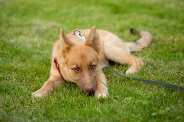 Horizontal shot of a tan mixed-breed puppy lying on a green lawn with its head low to the ground. black leash is attached to dog's red harness. puppy looks up with attentive slightly tired expression