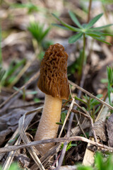 Vertical full shot of a Verpa bohemica (Early Morel) mushroom standing tall on a long white stem. The mushroom has a distinct brown wrinkled cap and grows among dry grass and green spring shoots