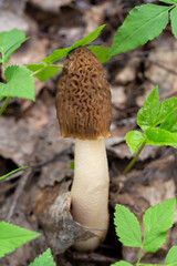 Vertical nature shot of a Verpa bohemica (Early Morel) mushroom growing in the forest. The brown wrinkled cap is framed by bright fresh green leaves, creating a vibrant contrast. 