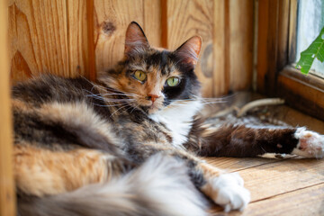Portrait of a cute tricolor (Calico) cat relaxing on a wooden surface near a window. The fluffy feline features black, ginger, and white fur and looks directly at the camera with bright green eyes.