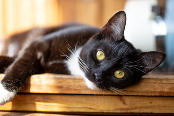 Horizontal close-up portrait of a relaxed black and white Tuxedo cat lying on a wooden table or windowsill. The cat is looking directly at the camera with mesmerizing yellow-green eyes. 