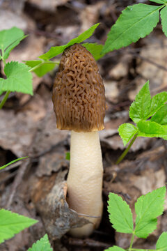 Vertical nature shot of a Verpa bohemica (Early Morel) mushroom growing in the forest. The brown wrinkled cap is framed by bright fresh green leaves, creating a vibrant contrast. 